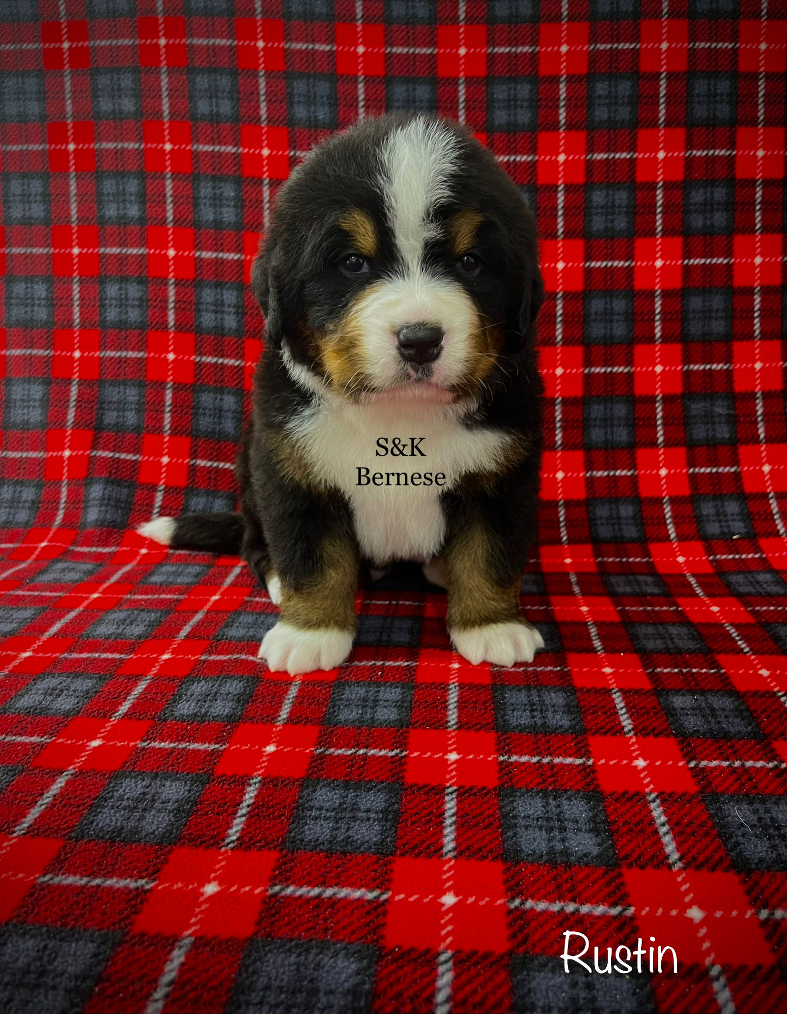 Rustin  ( Reserved )