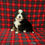 Thumbnail: Elvis (Reserved)