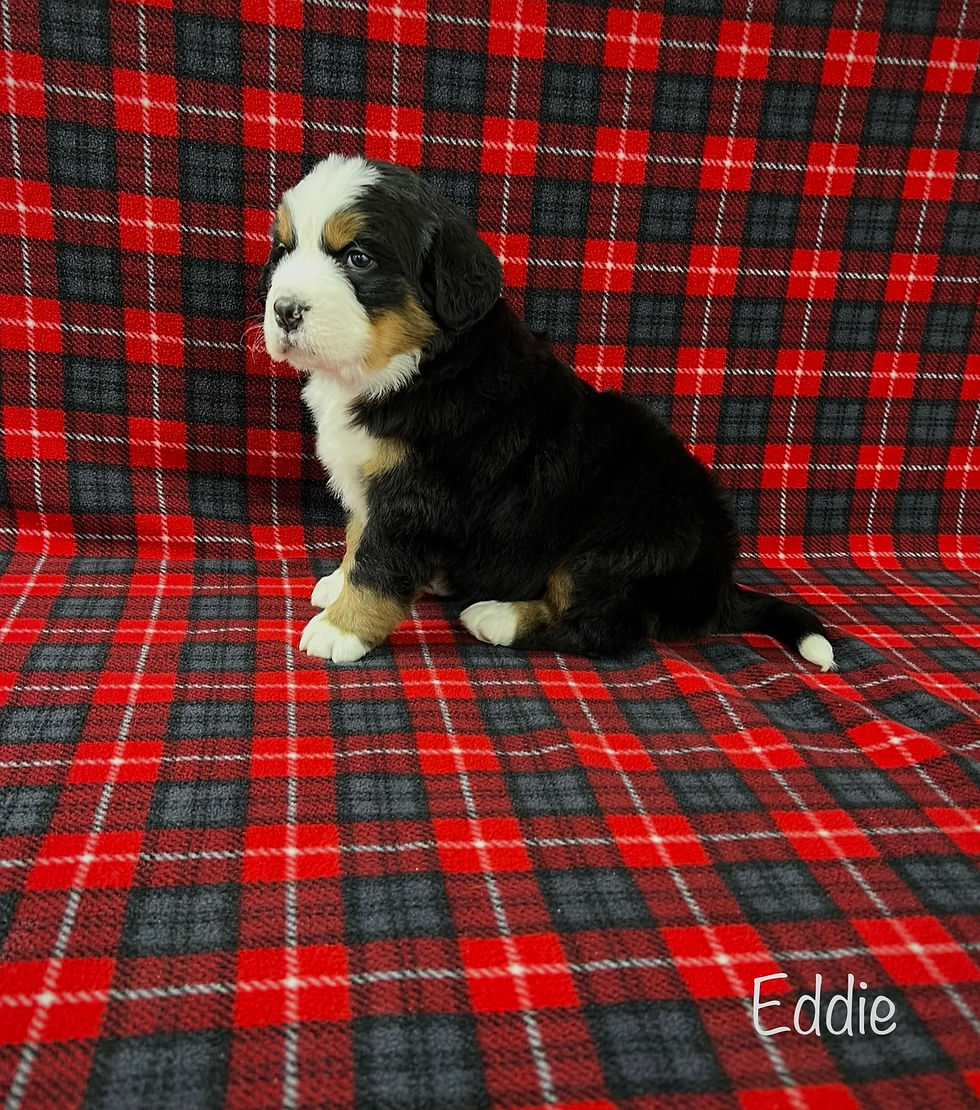 Thumbnail: Eddie (Reserved)