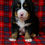 Thumbnail: Pepper (Reserved)