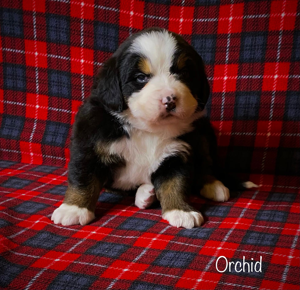 Orchid  ( Reserved )
