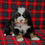 Thumbnail: Cooper  (Reserved)