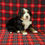 Thumbnail: Liam  ( Reserved )