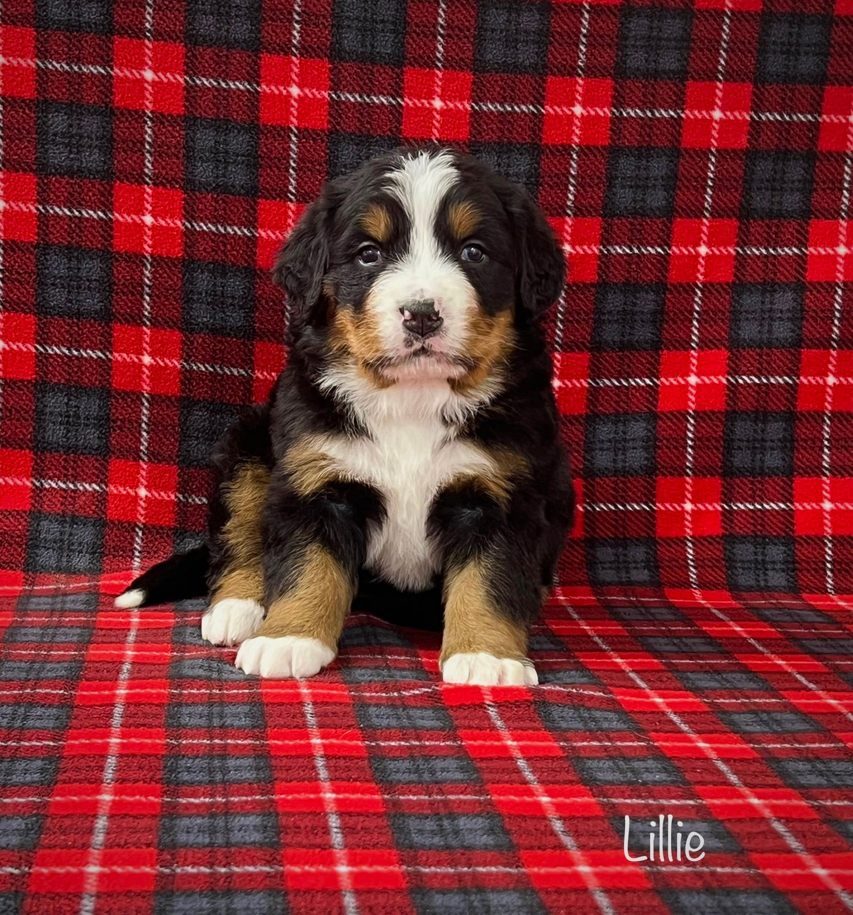 Lillie (Reserved)