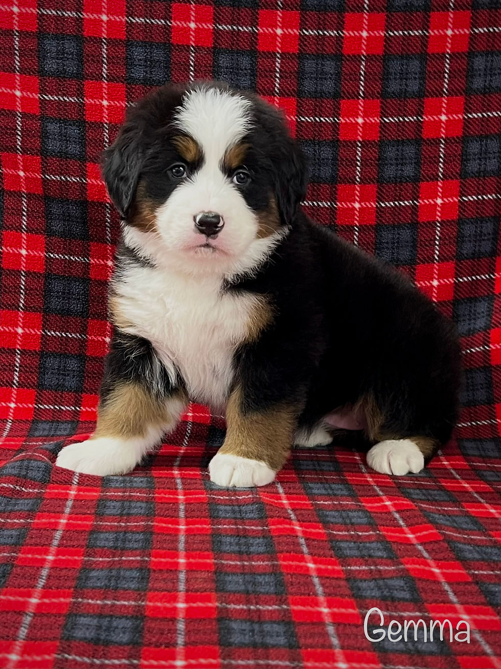 Gemma