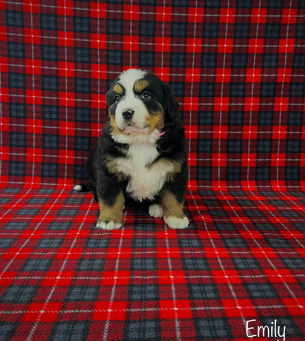 Emily  (Reserved)
