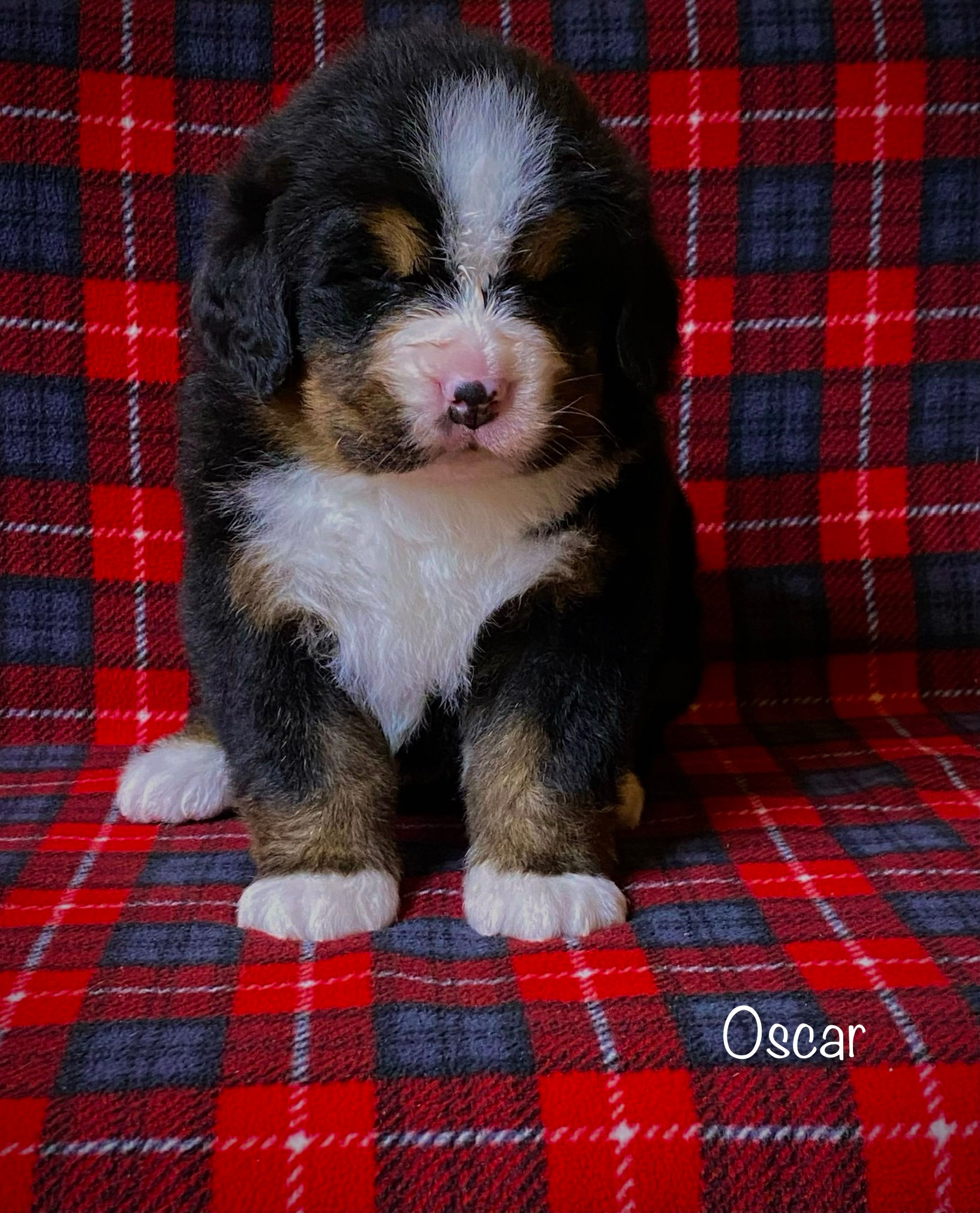 Oscar (Reserved)
