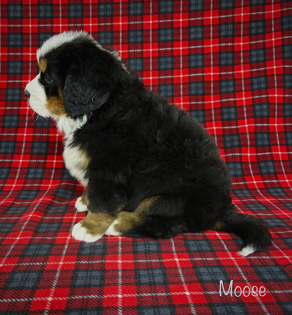 Thumbnail: Moose (Reserved)