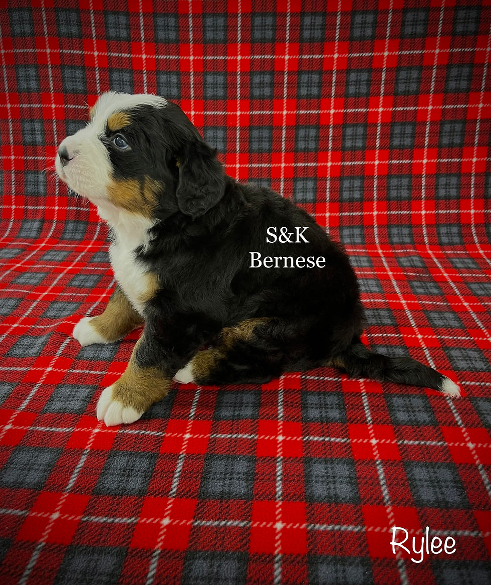 Thumbnail: Rylee  (Reserved )