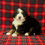 Thumbnail: Liam  ( Reserved )
