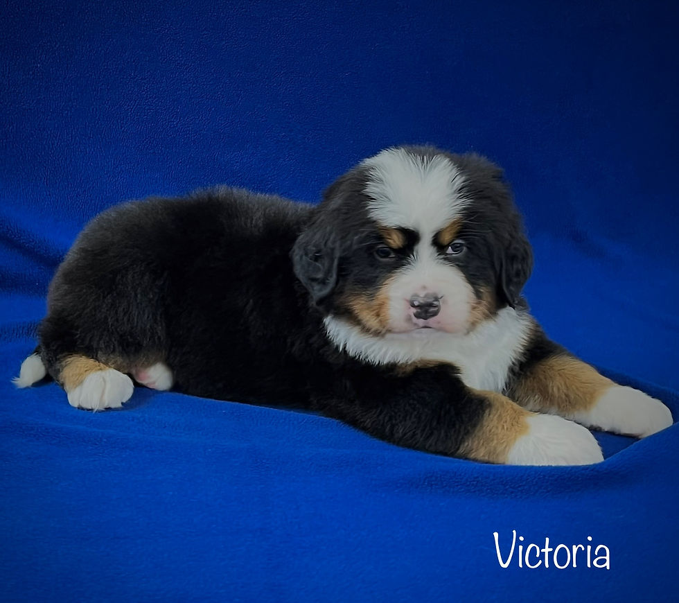 Thumbnail: Victoria 