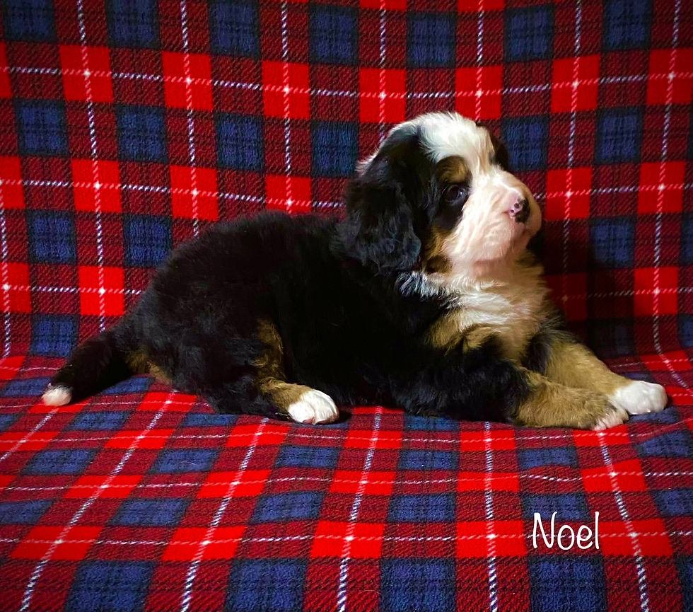 Thumbnail: Noel ( Reserved )