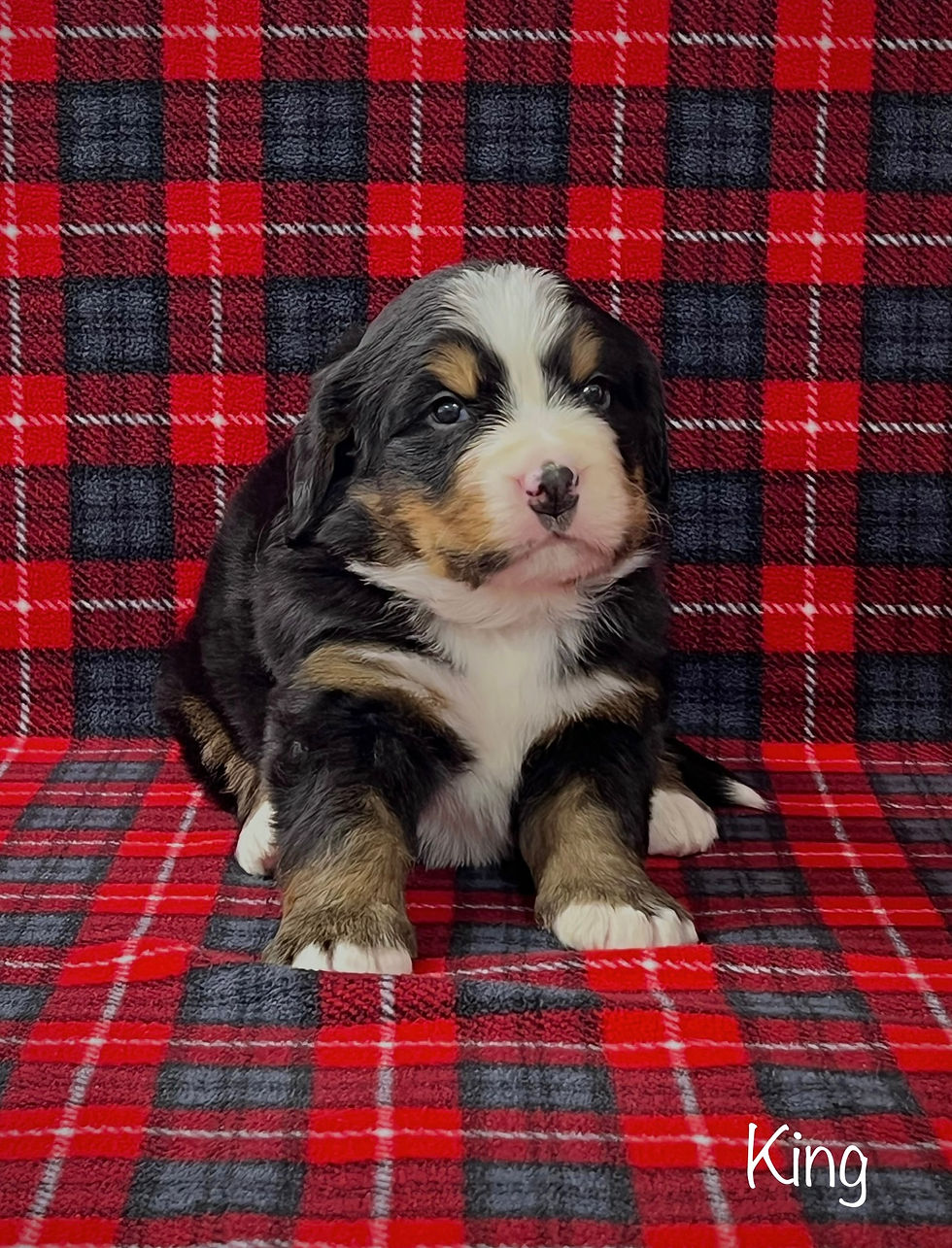 King  (Reserved)