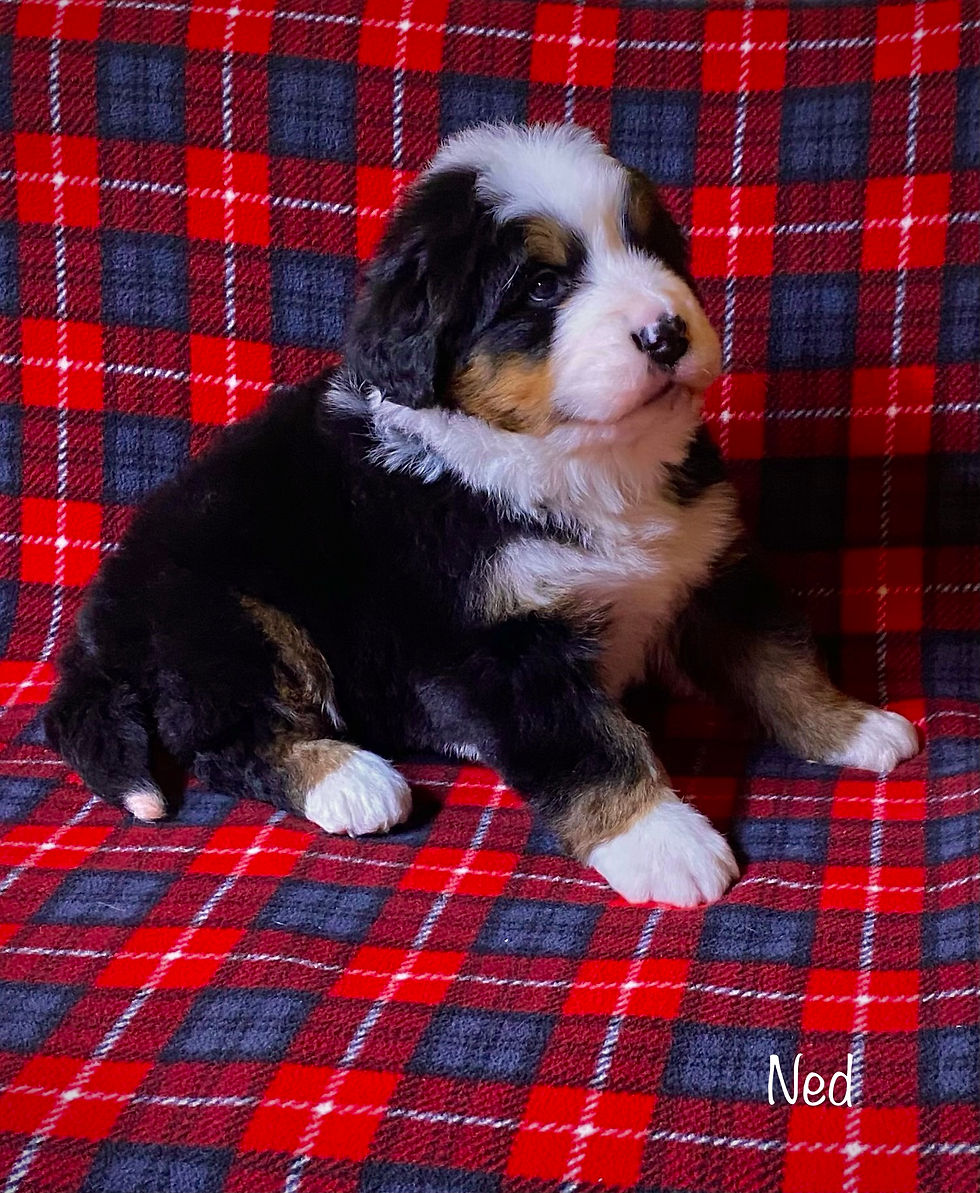 Ned  ( Reserved )