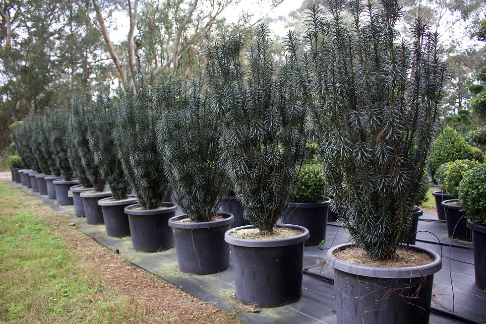 Cephalotaxus harringtonia