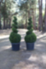 Buxus micro. 'Jap' "Spirals"