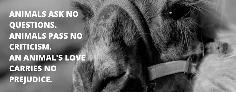 ANIMALS ASK NO QUESTIONS. ANIMALS PASS NO CRITICISM. AN ANIMAL'S LOVE CARRIES NO PREJUDICE
