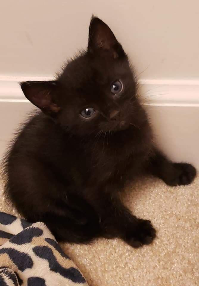 Nala