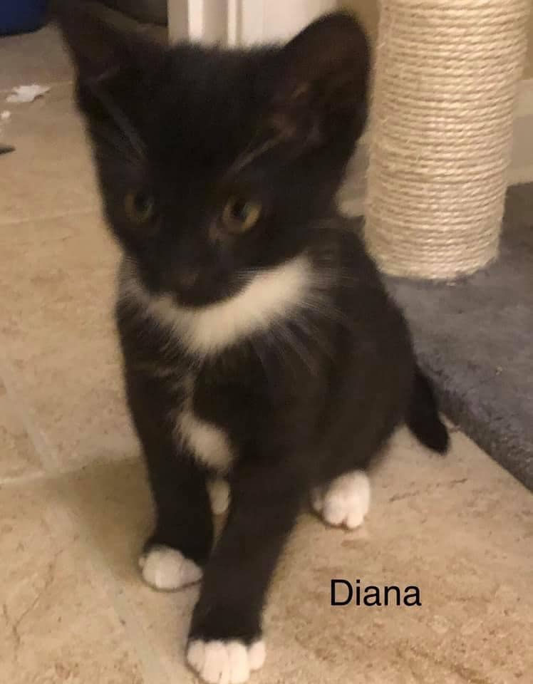 Diana