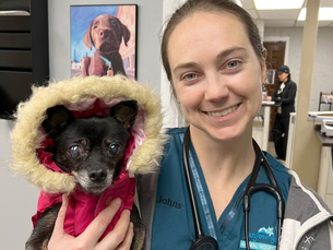 Understanding Florida's VPA (Veterinary Professional Associate) Bill and Its Impact on Veterinary Professionals and Clients