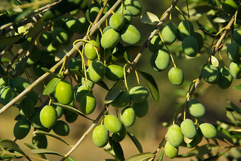 dreamstime_3489550.jpeg