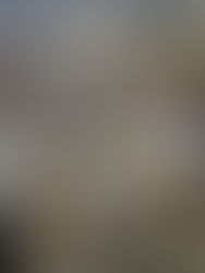 The Henderson County Farmers Mutual Curb Market