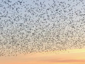 Delta dawn and ‘Ribeye in the sky’
Ducks of the Mississippi Flyway