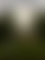 ‘Many Pines’ home of many Flat Rock memories