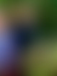 Garden Club of Charleston celebrates 100 years