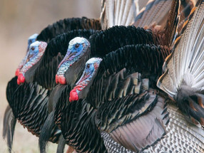 Time for Turkeys
