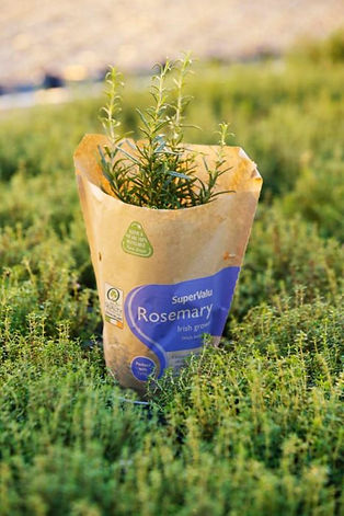 Herbs-4-e1613061506889.jpeg