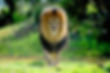 message animal totem
