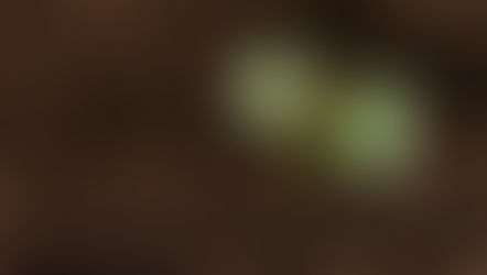 Créez votre potager extraordinaire : astuces pour un jardin potager bio réussi