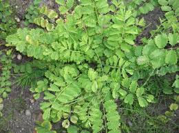 plantes sauvage comestible