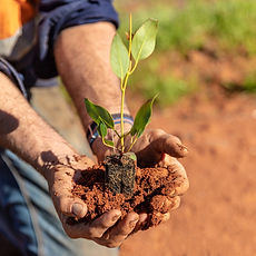 A man holding a tree seedling planting trees with Carbon Positive Australian program to restore the habitat