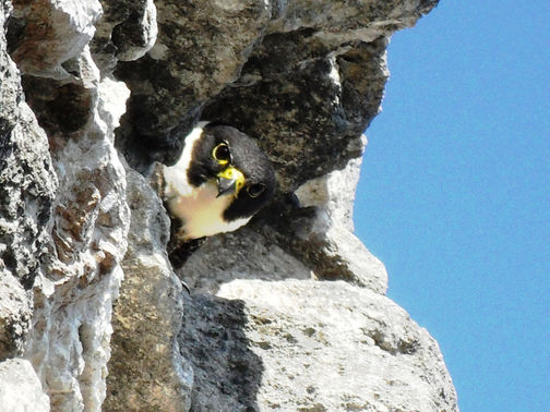 Bat Falcon