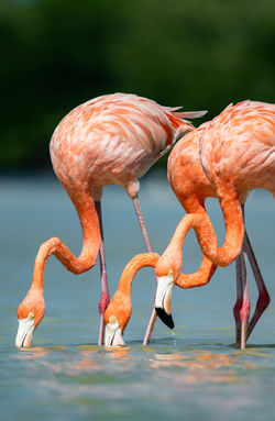 AMERICAN FLAMINGO(1)