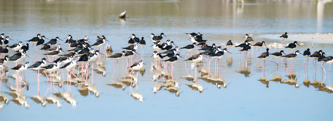 Black Necked Stilt - Rio Lagartos -  Photo Arthur Lee.jpeg