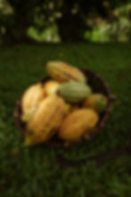 Freshly harvested cacao pods from a Sri Lankan cocoa farm