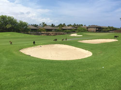 Hawaiian Golf Tour 2016