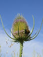 Teasel flower in the cottage garden