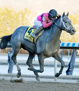 Hit Show - Withers S. - DWC2025.webp