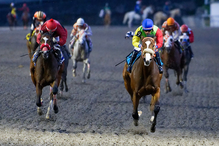 Bucefalus Asquifar 1.jpg