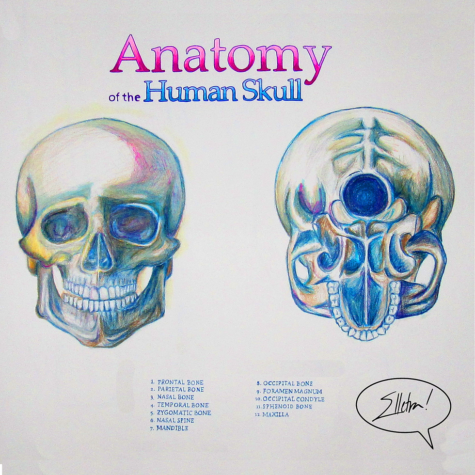 anatomy study, colored pencil, 2014