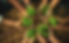 PLANT A TREE
