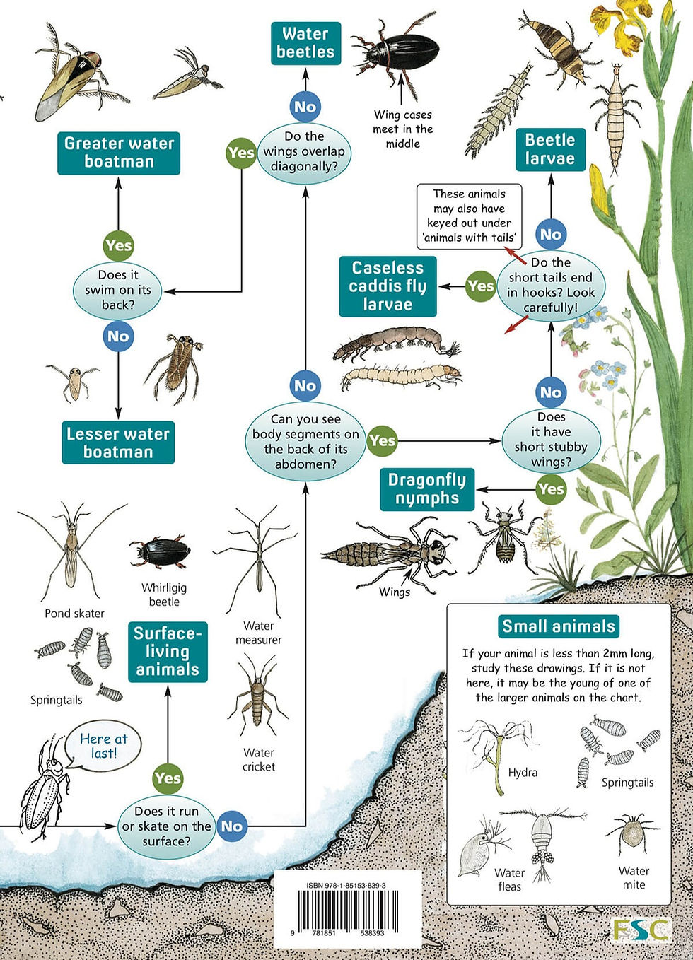 Thumbnail: FSC Freshwater name trail fold-out guide