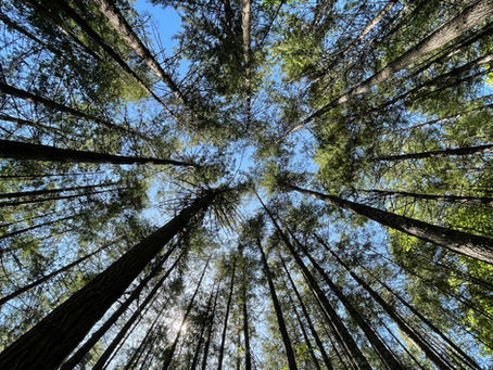 La déforestation importée, c’est quoi ?