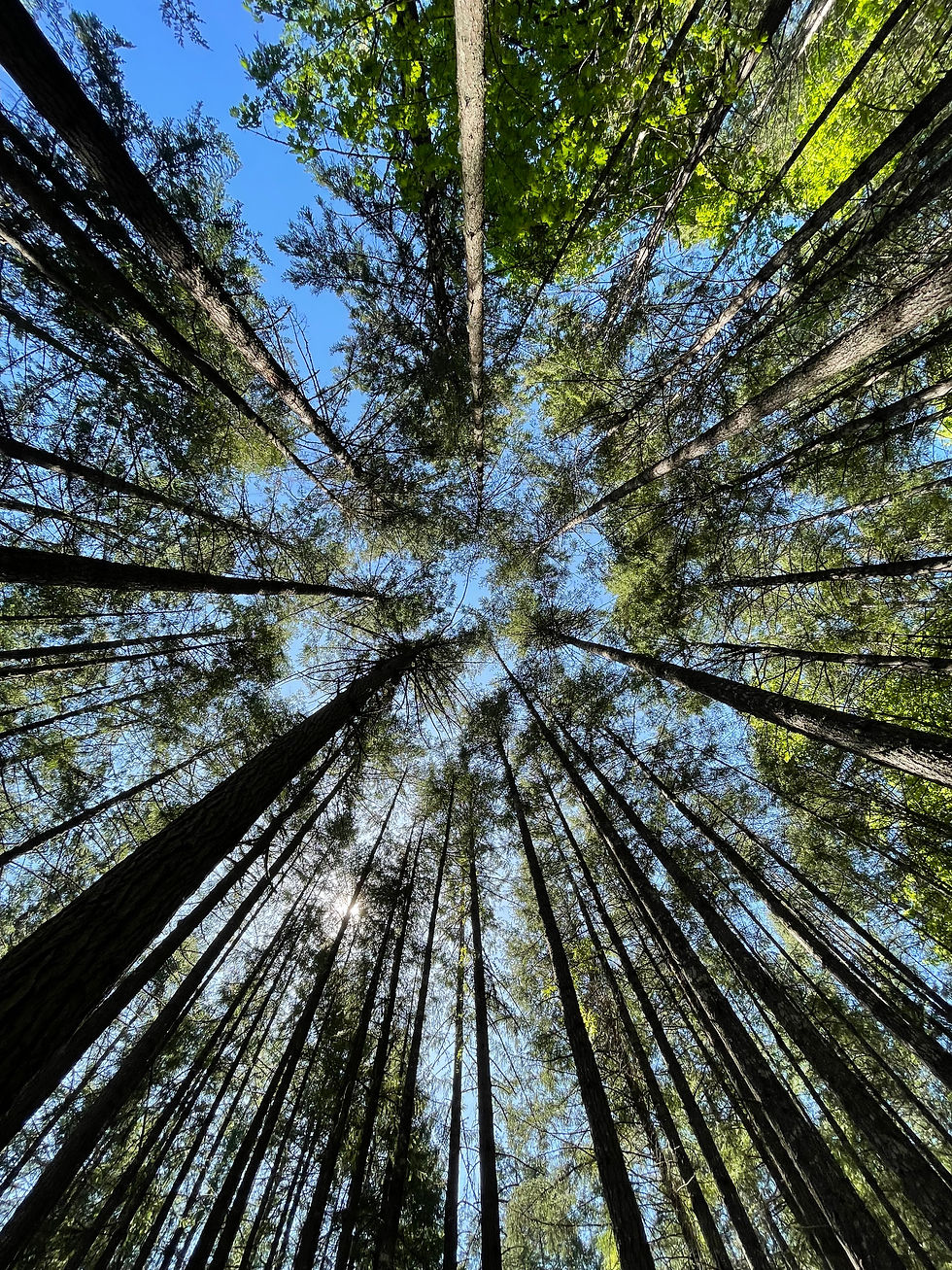 ree