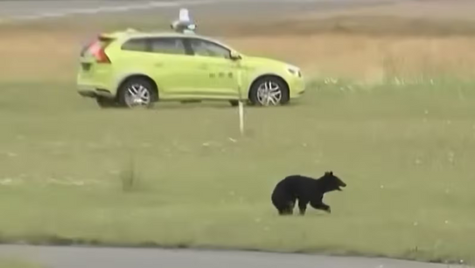Japanese Airport Forced to Cancel Flights After Bear Runs Loose on the Runway