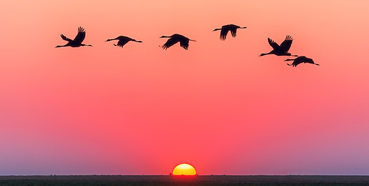Vol flamands roses au coucher du soleil.jpg.jpg
